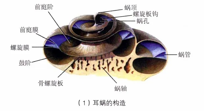人体工厂耳蜗那关怎么过？探索耳蜗结构与功能，揭示人体内部工厂的奥秘与奇观